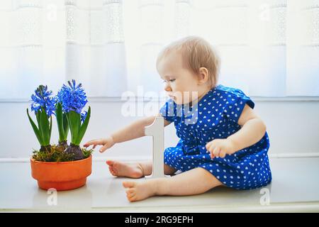 Ein kleines Mädchen in blauem Kleid, das auf dem Fensterbrett sitzt, mit blauen Hyazinthen und weißer Holznummer 1. Das erste Geburtstagskonzept. Ein Kleinkind, das mit Blumen Spaß hat Stockfoto