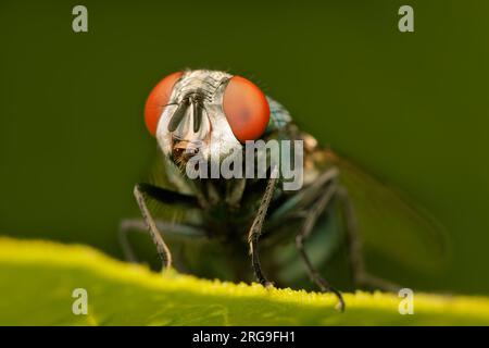 Nahaufnahme auf einer kleinen, grünen Fliege, die auf einem Blatt mit unscharfem Hintergrund und Kopierbereich ruht Stockfoto