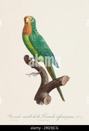 Vintage-Papagei-Illustration. Zoologisch detaillierte französische Darstellung (ca. 1805) Stockfoto