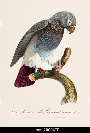 Vintage-Papagei-Illustration. Zoologisch detaillierte französische Darstellung (ca. 1805) Stockfoto