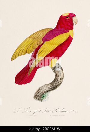 Vintage-Papagei-Illustration. Zoologisch detaillierte französische Darstellung (ca. 1805) Stockfoto