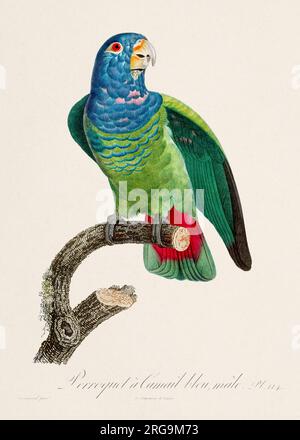 Vintage-Papagei-Illustration. Zoologisch detaillierte französische Darstellung (ca. 1805) Stockfoto