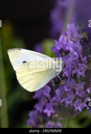 Nahaufnahme eines kleinen weißen Kohlschmetterlings pieris rapae, von den Pieridae auf einer Lavendelblume verschwommener Hintergrund Negativraum für Text oben Stockfoto