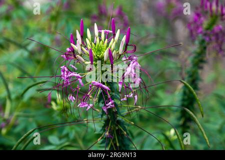 Cleome Rose Queen Blume mit Grün im Hintergrund Stockfoto