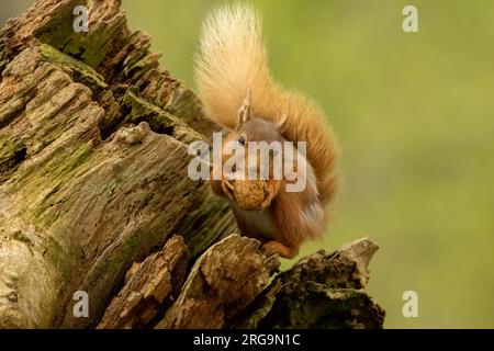 Schottisches Rothörnchen auf der Suche nach Nüssen im Wald Stockfoto