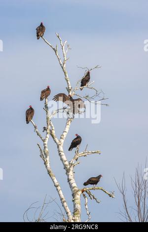 Truthahngeier in einem toten Birkenbaum im Norden von Wisconsin. Stockfoto