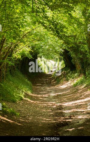 Baumtunnel, Allee, gesunkene Gasse, Pfad, Halnaker, Sussex, Großbritannien. November, auf dem Weg zur Halnaker Windmühle, Juni Stockfoto