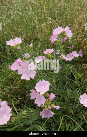 Moschus-Mallow, Malva-Moschata, Klumpen, Blumenstrauß, South Downs, Juni Stockfoto