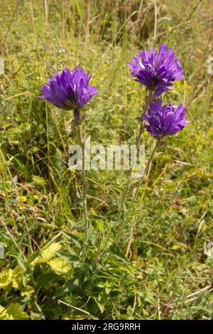 Gebündelte Blume, Campanula glomerata, drei Blütenköpfe, auf Levin Down, Singleton, Sussex, Juli Stockfoto