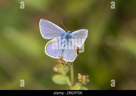 Blauer Schmetterling, Polyommatus ikarus, Männlich, Flügel offen, oben, Levin Down, Singleton, Juli, Flügel offen, Stockfoto