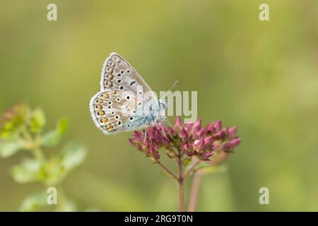 Blauer Schmetterling, Polyommatus ikarus, männlich, auf Marjoram, Marjoram, Origanum vulgare, Levin Down, Juli Stockfoto