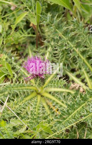 Zwergdistel oder Stiellose Distel, Cirsium acaule, einzelne Blume und Blätter, Noar Hill, Juli. Stockfoto