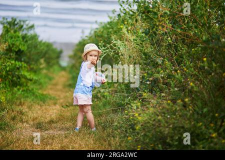 Ein bezauberndes Kleinkind mit Strohhut pflückt frische Bio-Blaubeeren auf dem Bauernhof. Köstlicher, gesunder Snack für kleine Kinder. Sommeraktivitäten im Freien für Stockfoto