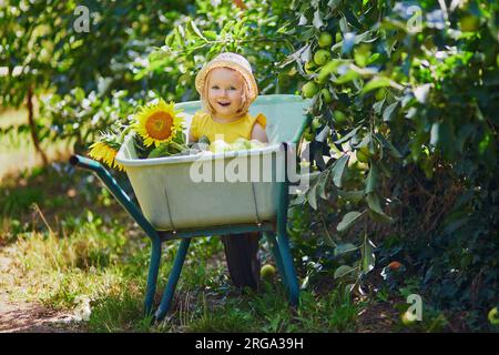 Ein niedliches Kleinkind mit Strohhut, das in einer Schubkarre unter einem Apfelbaum sitzt und Äpfel auf einem Bauernhof isst. Landwirtschaft und Gartenarbeit für Kleinkinder. Außen Stockfoto