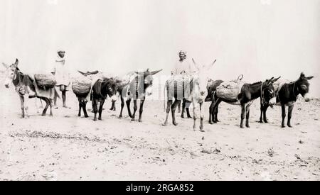 Esel beladen mit Waren, am Strand Algerien. Vintage 19. Jahrhundert Foto. Stockfoto