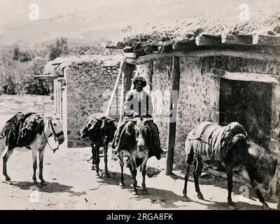 Kaukasus Georgien Tiflis Tblisi - kaukasische Maultiere. Vintage 19. Jahrhundert Foto. Stockfoto