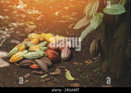 Ernte von Kakaoschoten neben der Pflanze im landwirtschaftlichen Hintergrund Stockfoto