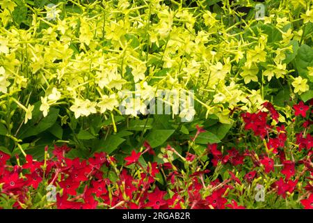 Nicotiana alata „Limettengrün“, Jasmintabak, Garten, gemischter, blühender Tabak Nicotiana alata „Saratoga Red“ Gelb Rot Stockfoto