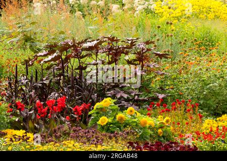 Rizinusöl Pflanze Bunte Bettwäsche Pflanzen Sommer Garten Canna Sonnenblumen Perlen Hirse Kombination August Bett Schwarzes Blatt Hirse Kanten Kontrast Rizinusstein Stockfoto