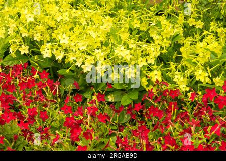 Blumen Nicotiana alata 'Lime Green' und Nicotiana alata 'Saratoga Red' Bettwäsche rot gelb Blumentabak im Garten Stockfoto