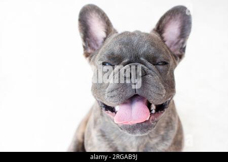Porträt eines süßen grauen französischen Bulldogs isoliert auf weißem Hintergrund. Hund, der auf die Kamera schaut Stockfoto