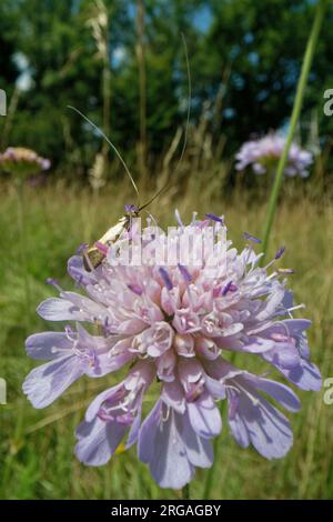 Longhornmotte aus Messing (Nemophora metallica), männlich, auf einer Blüte aus dem Feld der Skabiose (Knautia arvensis), Wirtspflanze mit Larven, Wiltshire, Vereinigtes Königreich. Stockfoto