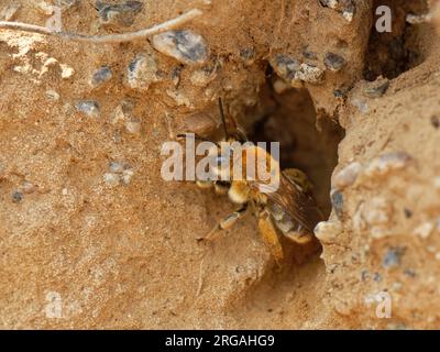 Langhornige Biene (Eucera longicornis), weiblich, aus ihrem Nestgraben in sandigen Küstenklippen in der Nähe einer blumenreichen Wiese, The Lizard, Cornwall, Großbritannien Stockfoto