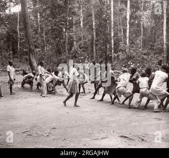 1940s Ostafrika Uganda - Budongo-Wald, Fällen und Sägen von Mahagonibäumen, fotografiert von einem während des Zweiten Weltkriegs in Ostafrika und im Nahen Osten stationierten britischen Armeeanwärter Stockfoto