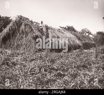 1940s Ostafrika Uganda - Tabakanbau - Ackerbau und Verarbeitung Foto eines während des Zweiten Weltkriegs in Ostafrika und im Nahen Osten stationierten Rekrutierungsbeamten der britischen Armee Stockfoto