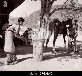 1943 Syrien - Trans-Jordan oder Trans-Jordanian Frontier Force TJFF Armeeregimentfoto eines britischen Armeeanwärters, der während des Zweiten Weltkriegs in Ostafrika und dem Nahen Osten stationiert war Stockfoto