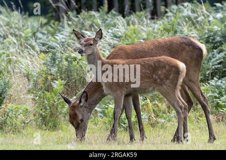 Adulte und junge Damhirsche, die in einem Surrey-Park weiden Stockfoto