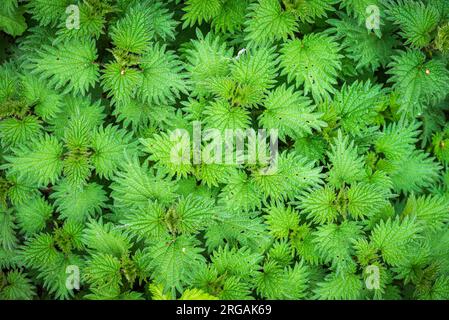 Ein Haufen junger Brennnesselblätter im Frühling Stockfoto
