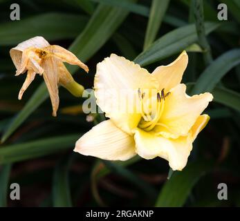 Hemerocallis 'Arctic Snow' Stockfoto