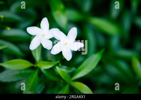 Tabernaemontana pandacaqui Lam, APOCYNACEAE oder Gardenia jasminoides oder Gardenia Blume oder weiße Blume Stockfoto