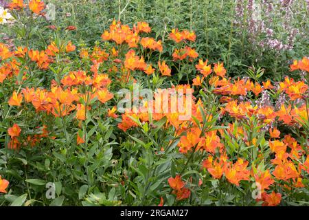 Alstroemeria "Flaming Star" Stockfoto