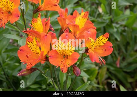 Alstroemeria "Flaming Star" Stockfoto