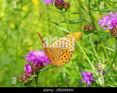 Der orangefarbene Schmetterling sitzt auf einer rosa Distelblume. Stockfoto