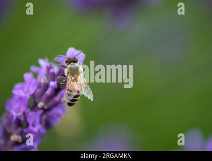 Hintergrund der Makrohonigbiene auf lavendelfarbenem Negativbereich für Text Stockfoto