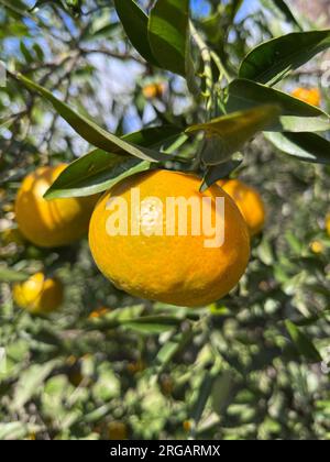 Orangen auf den Zweigen eines Baumes. Zitronenfrüchte Stockfoto
