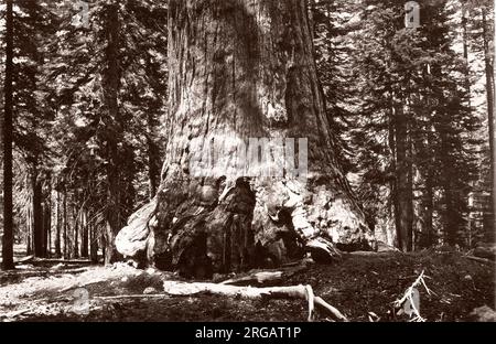 Oldtimer-Foto aus dem 19. Jahrhundert - Grizzle Riese, Riesenmammutbaum, Mariposa Grove, Wawona, Kalifornien, USA, im südlichsten Teil des Yosemite-Nationalparks. Im Vordergrund steht Galen Clark (28. März 1814 bis 24. März 1910), der erste europäische Amerikaner, der den Mariposa Grove entdeckt hat, und ist für seine Rolle bei der Erlangung von Gesetzen zum Schutz von Yosemite bekannt. 24 Jahre lang diente sie als Hüterin des Yosemite-Nationalparks. Stockfoto