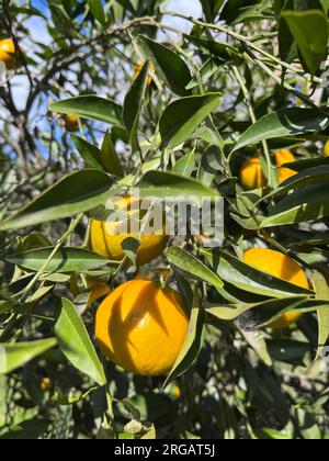 Orangen auf den Zweigen eines Baumes. Zitronenfrüchte Stockfoto