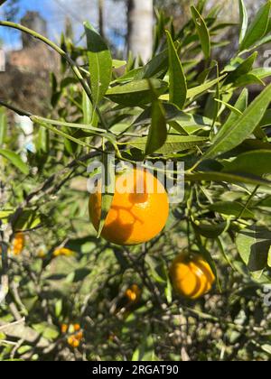 Orangen auf den Zweigen eines Baumes. Zitronenfrüchte Stockfoto