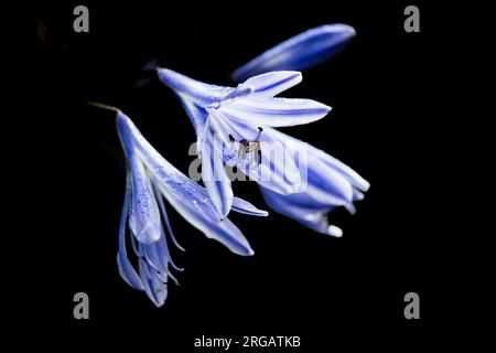 Agapanthus africanus-Blumendetail nach Regen Stockfoto