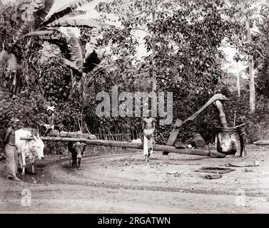 C. 1880s - Singapur - Ölmühle durch einen Farren/Ochsen angetrieben Stockfoto