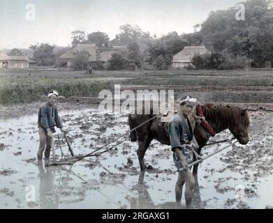 Bauern pflügen ein Reisfeld mit einem Pferd, Japan, c.1880's Vintage Foto aus dem späten 19.. Jahrhundert Stockfoto