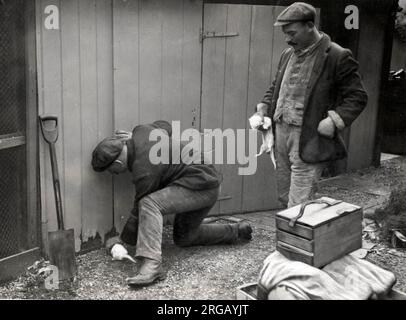 Im frühen 20. Jahrhundert vintage Pressefoto - Männer fangen Ratten mit Frettchen Stockfoto
