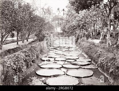 Vintage-Foto des 19. Jahrhunderts: Riesige Seerosen im Botanischen Garten, Bogor, Buitenzorg, Java, Indonesien, um 1880. Stockfoto