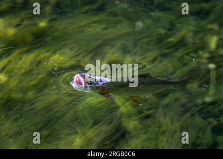Braunforelle - Salmo trutta, wunderschöne bunte beliebte Flussfische aus europäischen Flüssen und Bäche, die Insekten auf der Wasseroberfläche jagen, Slowenien. Stockfoto