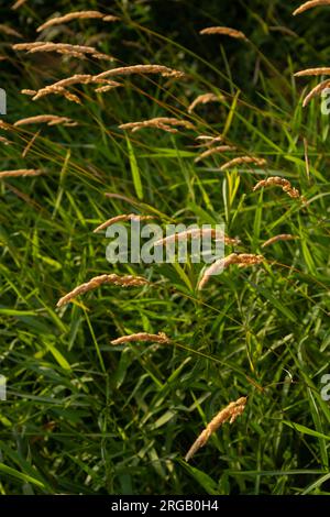 Schöne, weiche, fokussierte Gräser und Anfälle an einem wunderschönen sonnigen Tag. Stachelblüten wilde Wiesenpflanzen. Süßes Vernalgras Anthoxanthum odoratum und c Stockfoto