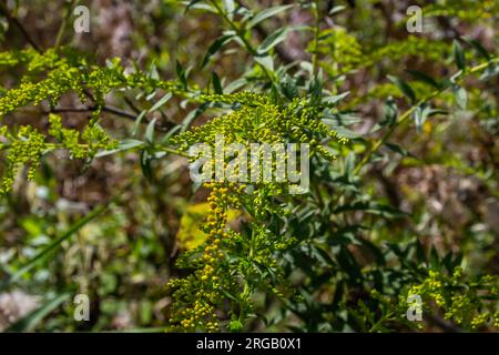 Gelbe Panikel von Solidago-Blumen im August. Solidago canadensis, auch bekannt als Kanadische Goldstange oder Kanadische Goldstange, ist eine mehrjährige krautige Pflanze Stockfoto